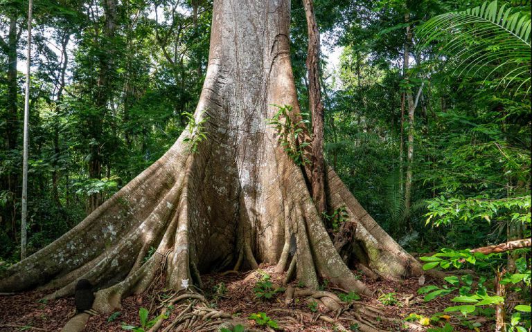 Trilha em meio à floresta amazônica com grande árvore nativa, lar de muitas plantas medicinais