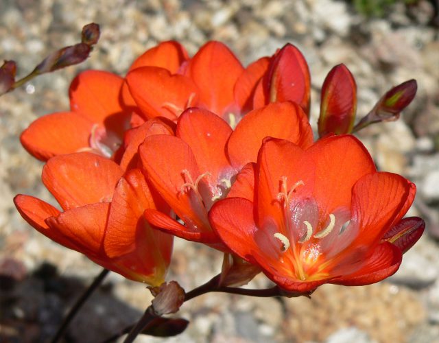 Tritonia Crocata Cor Vermelha