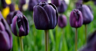 Tulipa Negra na Natureza
