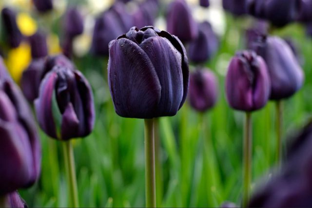 Tulipa Negra na Natureza 