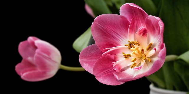 Tulipa Rosa