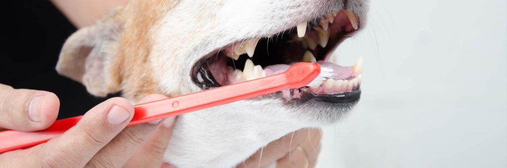 Tutor Escovando os Dentes do Cachorro 