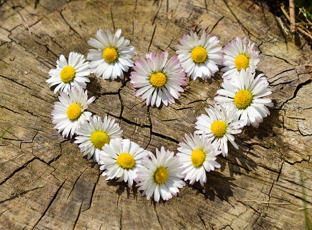 Un corazón hecho de margaritas