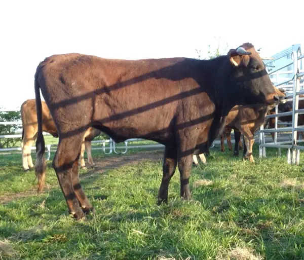 Vaca Pajuna de Perfil