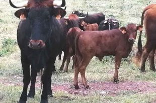 Vaca Pajuna no Pasto