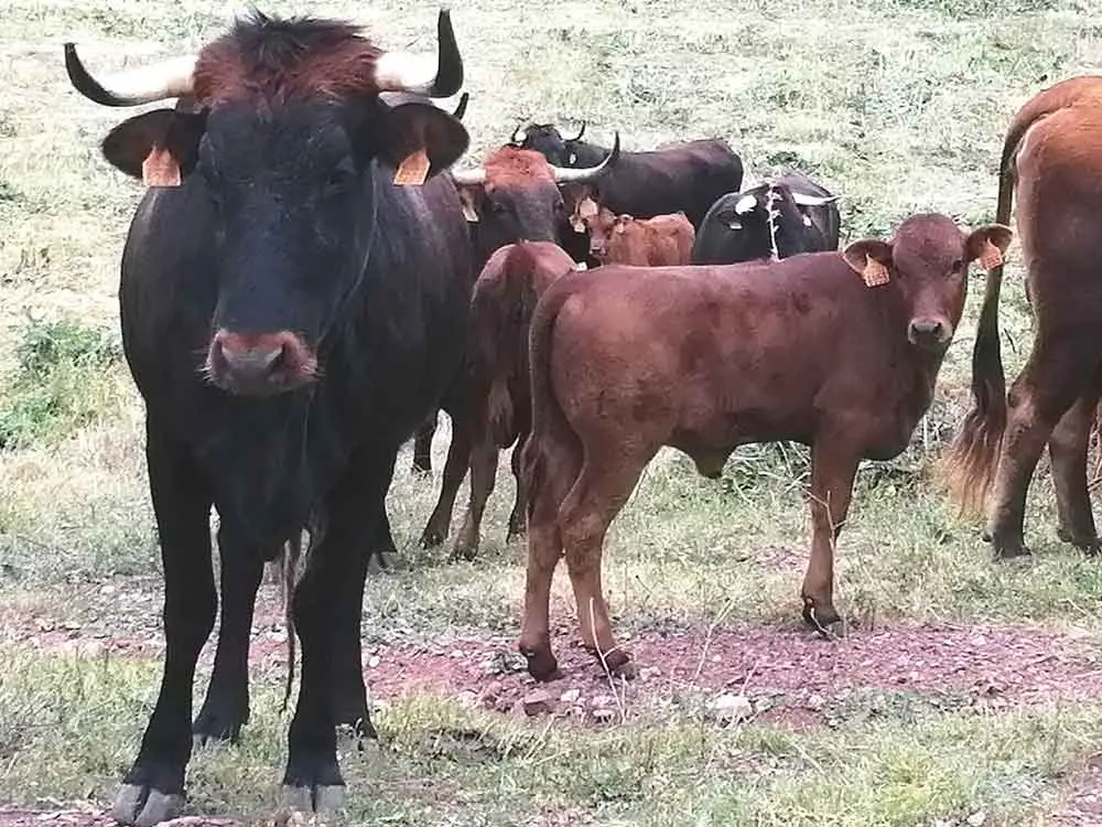 Vaca Pajuna no Pasto 