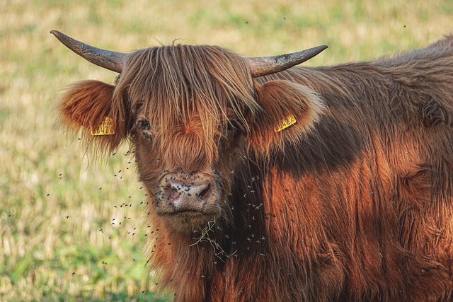 Vaca Peluda Características Intrigantes Mundo Ecologia 