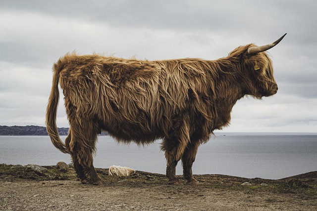 Vaca Peluda na Natureza 