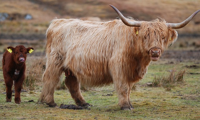 Vaca e Bezerro Peludos