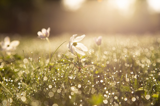 Vegetação na Primavera