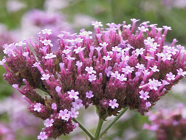 Verbena Rosa