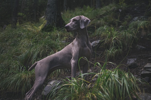Weimaraner caminando en la naturaleza