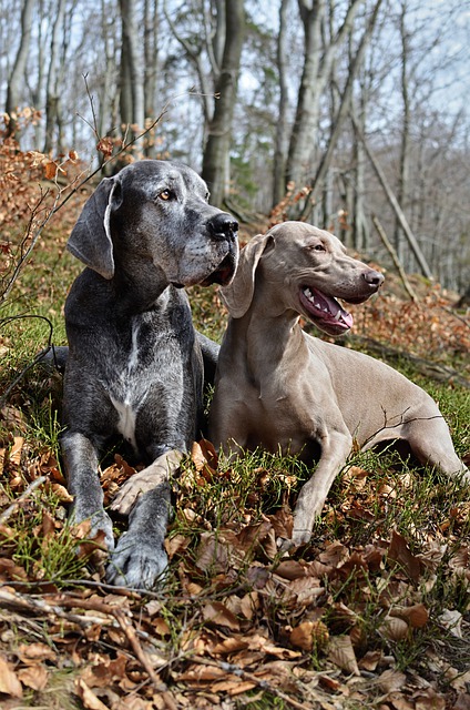 Weimaraner Sentados no Gramado