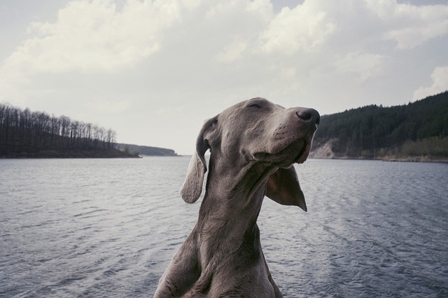 Weimaraner na Natureza