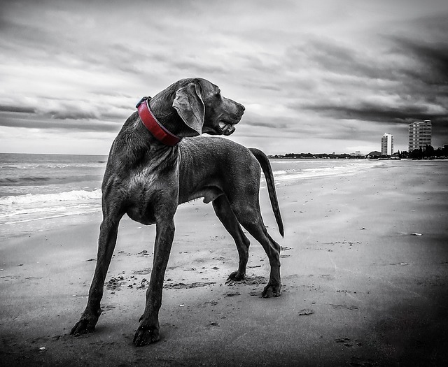 Weimaraner na Natureza