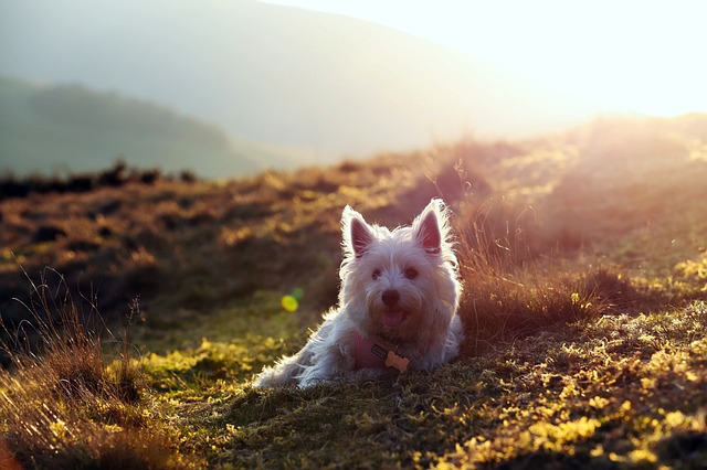 West Highland Terrier tomando sol