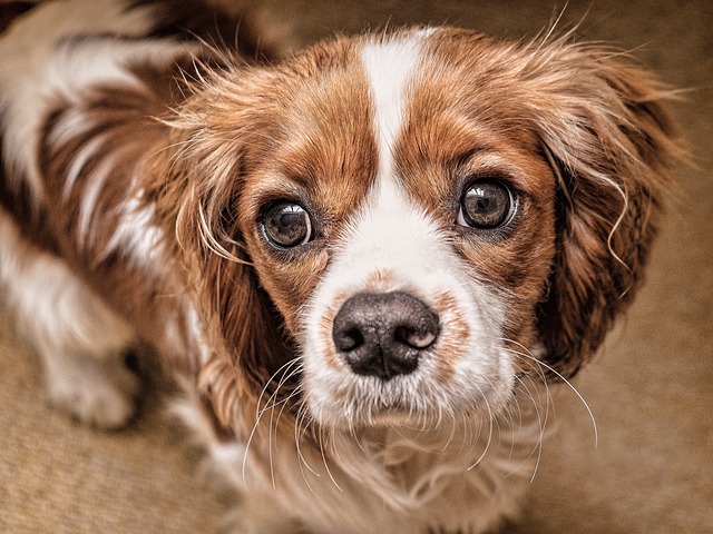 Cavalier Olhando Para Câmera 