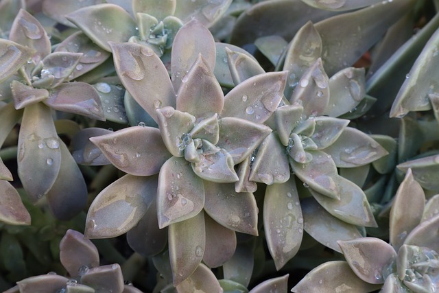 Planta fantasma húmeda de rocío