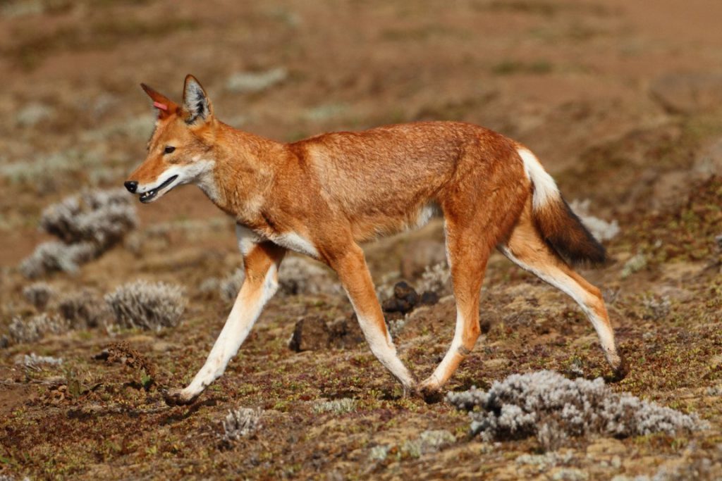 lobo etíope