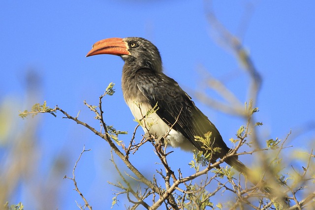 Calau Africano na Natureza 