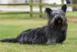 Dicas de Cuidado para Skye Terrier