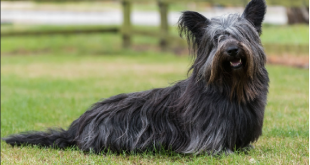 Skye Terrier no Gramado