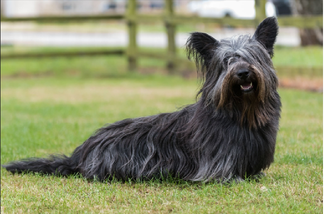 Skye Terrier no Gramado