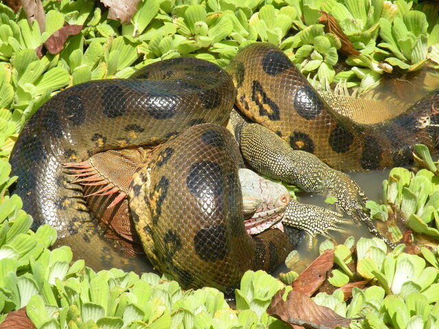 Anaconda Verde Amazônica na Natureza 