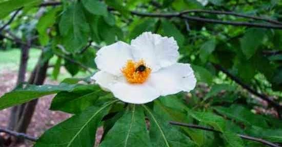 Abelha na Flor da Árvore Franklin