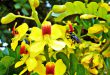 As Cores da Flor do Pau-Brasil