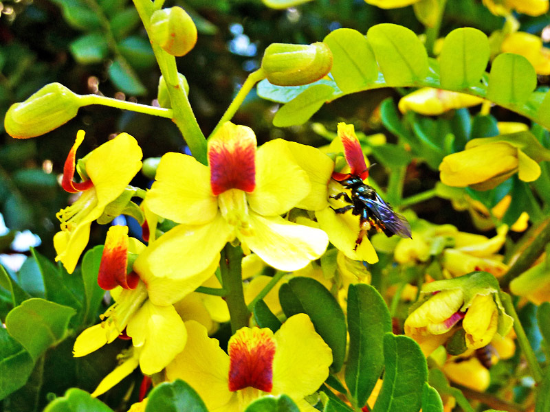 Abelha polinizando Flor do Pau Brasil