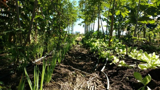 Agrofloresta, O Que é