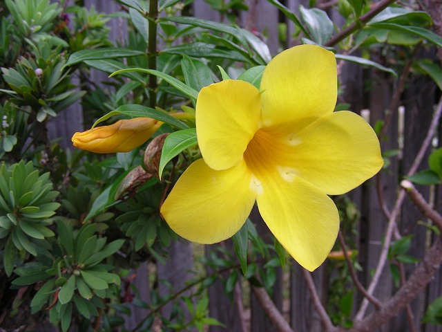 Alamanda Amarela