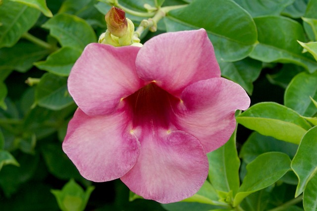 Alamanda Rosa