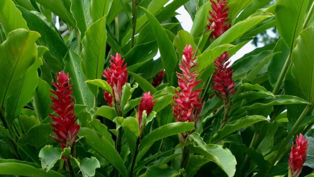 Alpinia Vermelha