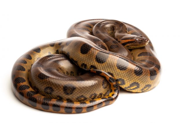 Dieta da Anaconda Verde Amazônica
