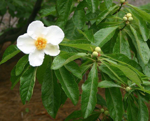 Árvore Franklin Flor Branca