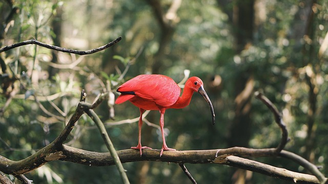 Ave Guará Sob Galho de Árvore 