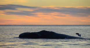 Baleia-Franca Boreal na Natureza