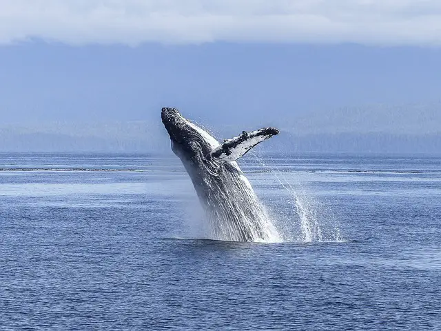 Baleia Jubarte Saltando no Mar