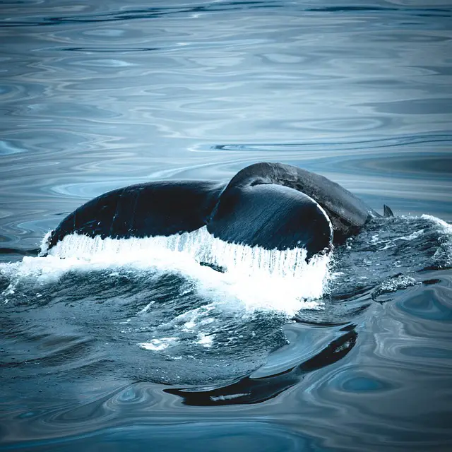 Baleia Jubarte no Oceano