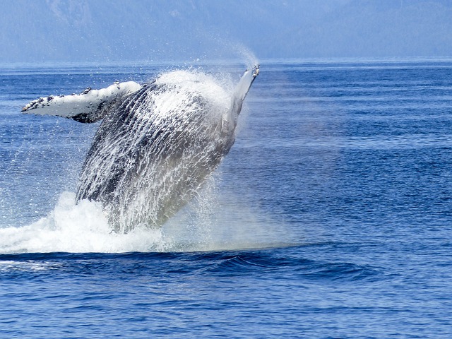 Baleia Jubarte no Oceano