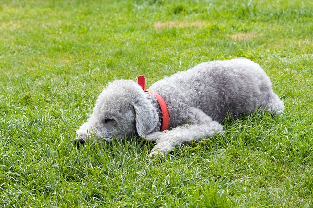 Bedlington Terrier Deitado no Gramado