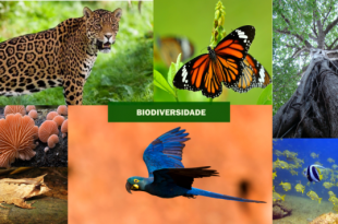 Biodiversidade