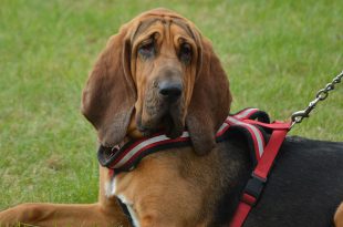 Bloodhound Descansando do Passeio