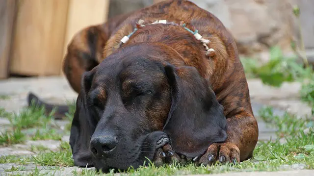 Bloodhound Descansando