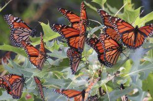 Borboletas Monarcas na Natureza