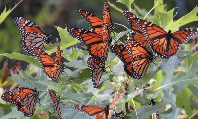 Borboletas Monarcas na Natureza 