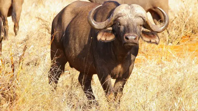 Búfalo-Anão-de-Mindoro no Campo