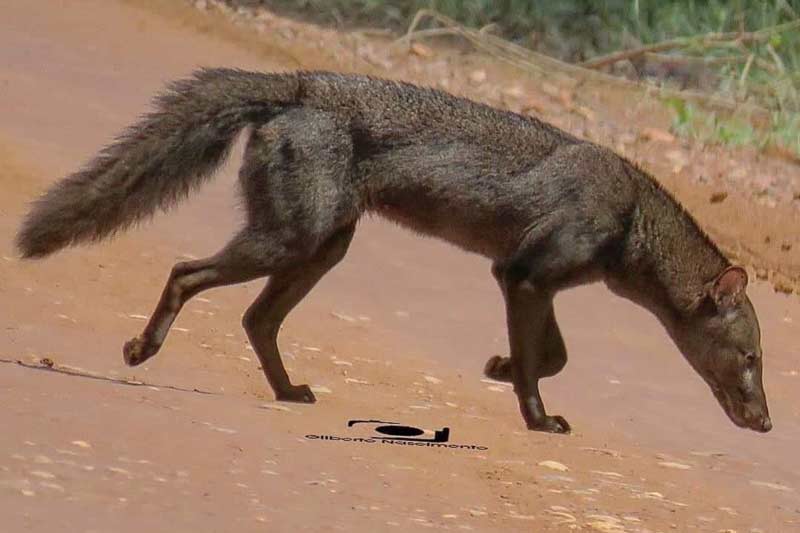 Cachorro-do-Mato-Vinagre na Natureza